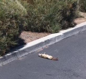 dramatic dead squirrel on highway