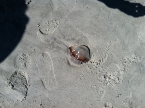 jellyfish Myrtle Beach